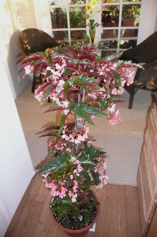 B. ‘Constellation’